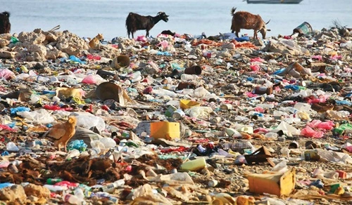 Plastic Pollution